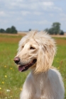 Picture of Taigan, sighthound of kyrgyzstan, portrait
