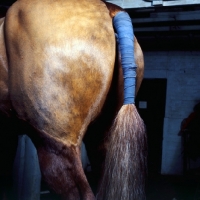 Picture of tail bandage on a horse