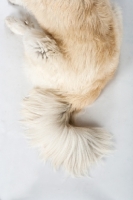 Picture of tail close up