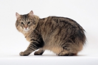 Picture of Tailless non pedigree cat, Brown Mackerel Tabby, standing
