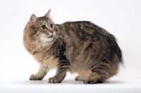 Picture of Tailless non pedigree cat, Brown Mackerel Tabby 