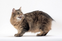 Picture of Tailless non pedigree cat, Brown Mackerel Tabby, meowing