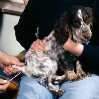 Picture of taking a cocker spaniel's temperature