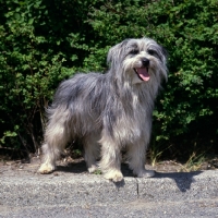 Picture of talisman flassiges liesch,  pyrenean sheepdog 