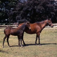 Picture of taliyeh, and foal  hopstone banafsheh (by felfel in iran)  caspian pony mare with foal at hopstone stud