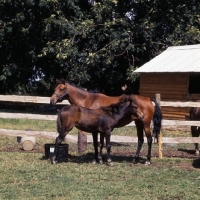 Picture of taliyeh, and foal hopstone  banafsheh (by felfel in iran)  caspian pony mare with foal at hopstone stud