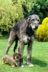 Picture of tall and small dog standing next to each other,irish wolfy, sovryn of drakesleat, min wire dachs, ch drakesleat easy come, 