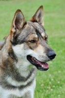 Picture of Tamaskan dog, head study