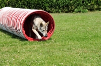 Picture of Tamaskan dog in tunnel