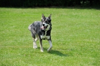 Picture of Tamaskan dog on grass