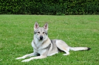 Picture of Tamaskan dog on grass