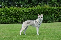 Picture of Tamaskan dog, side view