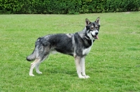 Picture of Tamaskan dog stading on grass