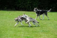 Picture of Tamaskan dogs playing on grass