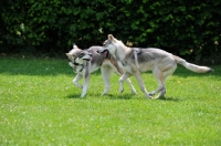 Picture of Tamaskan dogs playing