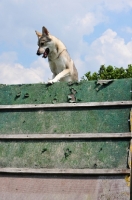 Picture of Tamaskan jumping fence