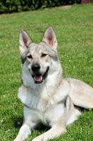 Picture of Tamaskan lying down on grass