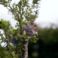 Picture of tame grey squirrel, trained as a model and film star, in a tree eating a reward