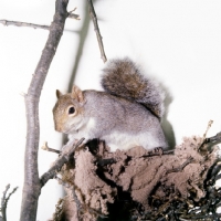Picture of tame grey squirrel, trained as a model and film star