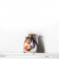 Picture of tame grey squirrel, trained as a model and film star, eating apple