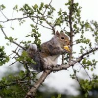 Picture of tame grey squirrel, trained as a model and film star, eating a tit bit