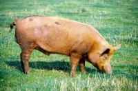Picture of tamworth boar standing on grass at cotswold farm park