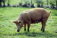 Picture of tamworth pig at cotswold farm park, looking down