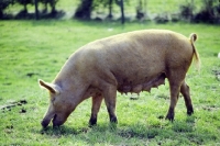 Picture of tamworth pig at cotswold farm park eating