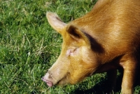 Picture of tamworth pig at heal farm, portrait
