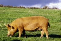 Picture of tamworth pig at heal farm, side view
