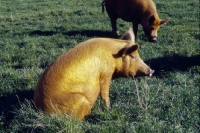 Picture of tamworth pig at heal farm sitting on grass