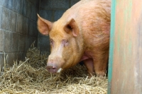 Picture of Tamworth pig in barn
