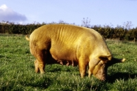 Picture of tamworth pig in field at heal farm