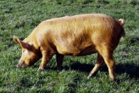 Picture of tamworth pig looking at grass at heal farm,