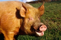 Picture of tamworth pig, smiling, at heal farm, 