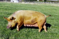 Picture of tamworth pig walking in field at heal farm