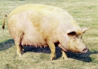 Picture of tamworth pig walking