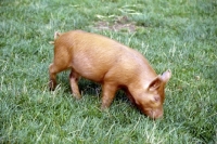 Picture of tamworth piglet on grass