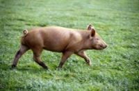 Picture of tamworth piglet running
