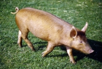 Picture of tamworth piglet walking
