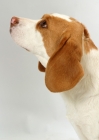 Picture of tan and white Beagle, profile