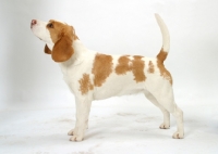 Picture of tan and white Beagle