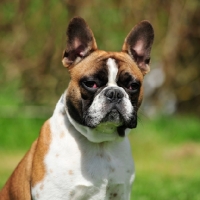 Picture of tan and white french bulldog