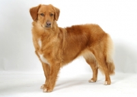 Picture of tan and white Nova Scotia Duck Tolling Retriever