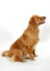 Picture of tan and white Nova Scotia Duck Tolling Retriever, sitting down