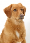 Picture of tan and white Nova Scotia Duck Tolling Retriever, looking away