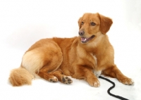 Picture of tan and white Nova Scotia Duck Tolling Retriever, lying down