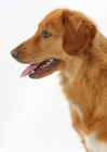 Picture of tan and white Nova Scotia Duck Tolling Retriever, profile