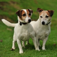 Picture of tan and white two jack russells