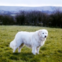 Picture of tarncred janus, maremma sheepdog